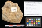 Foto (Objekt + Etikett) von Quercus palaeoilex Ettingshausen (NHMW-GEO-2024-0188-0753)